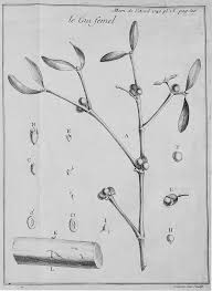 Image result for Viscum cylindricum