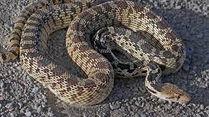 Navigate different cities around the world in this rendition of the classic arcade game snake. Ask An Expert Slithering Snakes Spotted In Parks And Lawns