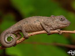 Image result for Cryptolepis hypoglauca