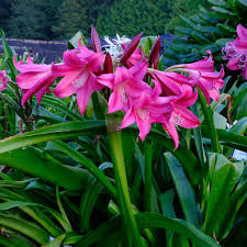 Image result for Crinum walteri