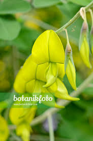 Image result for Crotalaria laburnifolia