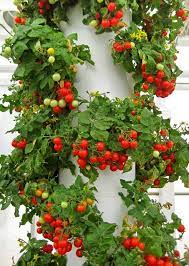 Check spelling or type a new query. Vertical Planters With Ideally Direct Watering From Top Would Break The Platitude Of A Flat Garden With Strawberry Tower Tower Garden Juice Plus Tower Garden