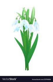 Bouquet Of Snowdrop Flowers Vector Image On Vectorstock Vector Images Flower Illustration Bouquet