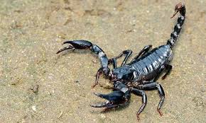 Emperor Scorpion | Franklin Park Zoo