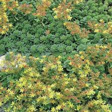 Image result for Sedum ruwenzoriense