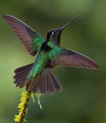 Image result for Elymandra grallata