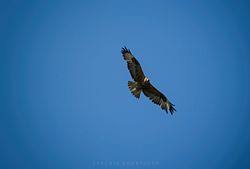 Image result for hawk