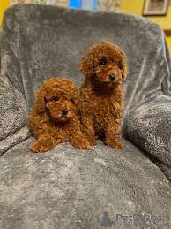 I try to match personnalities with yours. Poodle Toy For Sale In The City Of Maribor Slovenia Price Is Free Announcement 8783
