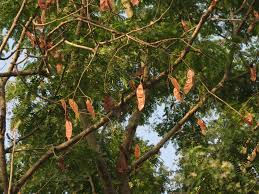 Image result for Albizia odoratissima