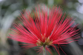 Image result for Calliandra tweedii