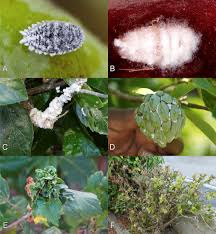 Image result for Teramnus micans