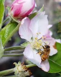 Pin De Lucero Valencia Castano En Flores Y Mariposas Flores Pajaros Mariposas
