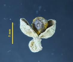 Image result for Crotonogynopsis australis