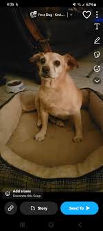 Found dog in Paradise Valley, Scottsdale area