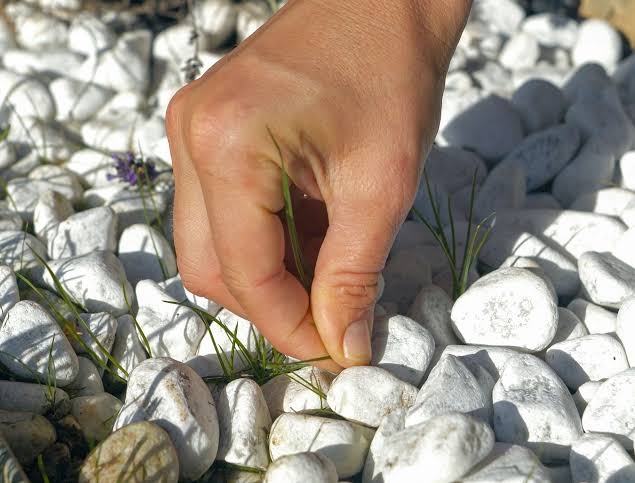 rock garden weeds