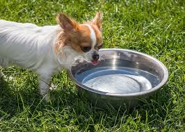 Does Vinegar Kill Fleas Dog Coughing Dog Water Bowls Dogs