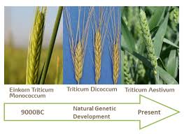 Performance of wheat as intercrop under poplar (populus deltoides bartr.) plantations in punjab (india). Wheat Historical Development Yara Uk