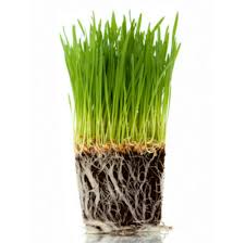 Propagation is easy by division in early spring unless a large number of seedlings are needed, or sow seeds directly into the ground in the spring or fall. Cat Grass Cat Grass Seeds Grow Your Own Ready Grown Cat Grass