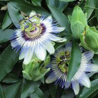 Image result for Passiflora caerulea