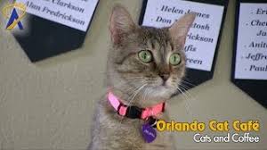 What are their business hours? Orlando Cat Cafe Now Open Youtube