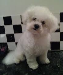 Bichon Frise Dog Breed Information And Pictures