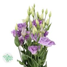 Image result for eustoma lisianthus in vase