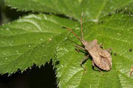 Schon im dezember, spätestens aber von februar bis ende april, locken die kleinen, gelben blüten insekten an. Mitmachaktion Stunde Der Garten Insekten Gartenpraxis