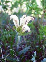 Pedicularis Capitata