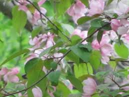 Types of flowering trees with name and picture for easy identification (pink, white, red, purple flowers) 1 magnolia. Seeking Pink Flowering Tree Identification 640096 Ask Extension