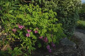 Image result for Indigofera kirkii