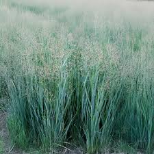 Image result for Panicum pilgeri