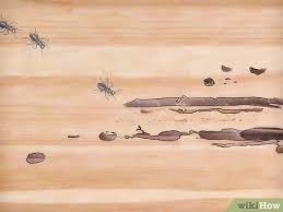 Indoors, carpenter ants are usually found living inside wood that has come. The Easiest Way To Get Rid Of Carpenter Ants Wikihow
