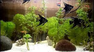 Jenis ikan hias air tawar aquarium: Aquarium Mini Ikan Hias Air Tawar Kecil Cantik Youtube