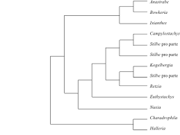 Image result for Stemodiopsis buchananii