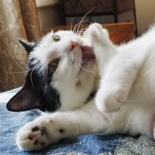 Xbox gamer cats headset gaming gato tags pad kitty jugando pissed gatos controller emulate controllers failed internet animals memes fanboy. 8 Things Your Cat Loves