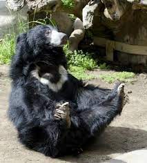 Sloth Bear At The San Diego Zoo Sloth Bear Endangered Animals Animals Wild