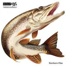 Northern Pike Wall Decal Bold Wall Art Fish Drawings Fish Fish Art