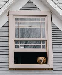 How To Prepare Your Dog To Be Left At Home Alone Again The New York Times