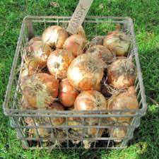 Watering Onions Garden Org