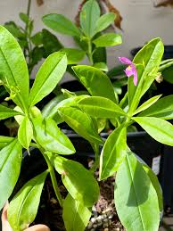 Image result for Talinum portulacifolium