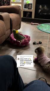 Deliciosas sopas al estilo filipino y mexicano