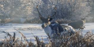 Reindeer Thehunter Call Of The Wild Wiki Fandom