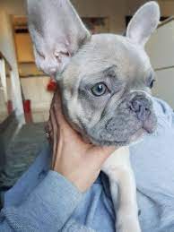 Girls sold4 boys available blue merle lilac fawn merle. Rare French Bulldog Colors Frenchie World Shop