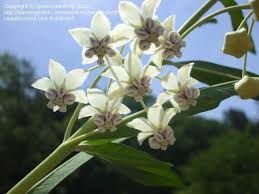 Image result for Gomphocarpus glaucophyllus