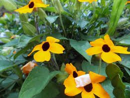 Amarelinha, bunda-de-mulata (Thunbergia alata) | Jornal do Porão