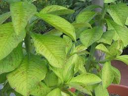 Image result for Synadenium glabratum