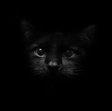 Browse Free Android Wallpapers Black Cat Images Cat Wallpaper Cat Background