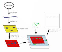 Northern Blot Wikipedia