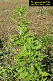 Image result for Scoparia dulcis