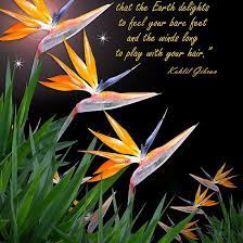 Bird Of Paradise Flowers With Kahlil Gibran Quote By Irisangel Kahlil Gibran Quotes Kahlil Gibran Paradise Flowers